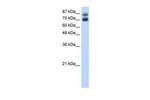 hnRNP UL1 Antibody in Western Blot (WB)