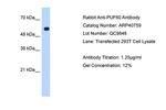PUF60 Antibody in Western Blot (WB)