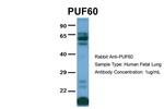 PUF60 Antibody in Western Blot (WB)