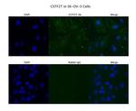 CSTF2T Polyclonal Antibody