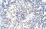 NIP7 Antibody in Immunohistochemistry (Paraffin) (IHC (P))