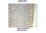 HSD17B11 Polyclonal Antibody