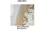 HSD17B11 Antibody in Immunohistochemistry (IHC)