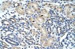 eIF4H Polyclonal Antibody