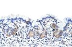 UPF3B Polyclonal Antibody