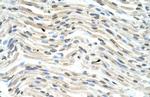 THOC3 Antibody in Immunohistochemistry (Paraffin) (IHC (P))