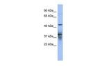 PABPC5 Polyclonal Antibody