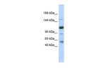 SR140 Antibody in Western Blot (WB)