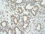 WDR12 Polyclonal Antibody