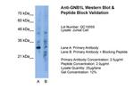 GNB1L Antibody in Western Blot (WB)
