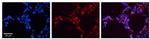 SFTPB Polyclonal Antibody