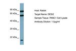 PNAS4 Polyclonal Antibody
