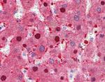 FAH Antibody in Immunohistochemistry (Paraffin) (IHC (P))