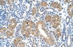 FAH Antibody in Immunohistochemistry (Paraffin) (IHC (P))