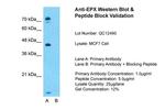 EPX Polyclonal Antibody
