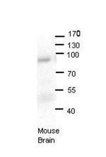 LSS Antibody in Western Blot (WB)