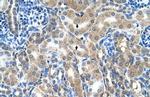 KAO Polyclonal Antibody