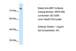KAO Antibody in Western Blot (WB)