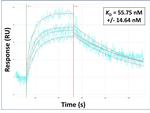 NTCP Antibody in Surface plasmon resonance (SPR)
