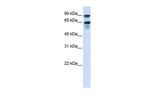 VGF Polyclonal Antibody