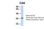 Carbonic Anhydrase VIII Polyclonal Antibody