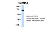 PRSS16 Polyclonal Antibody