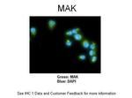 MAK Polyclonal Antibody