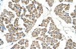 SLC22A7 Antibody in Immunohistochemistry (Paraffin) (IHC (P))