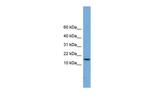 PAGE4 Polyclonal Antibody