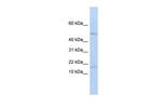 CD179a Polyclonal Antibody
