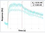 PXDN Antibody in Surface plasmon resonance (SPR)