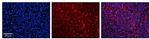 RhoD Antibody in Immunohistochemistry (Paraffin) (IHC (P))