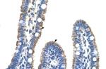 TMEM8B Antibody in Immunohistochemistry (IHC)