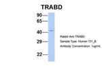 TRABD Antibody in Western Blot (WB)