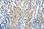 Granzyme H Polyclonal Antibody