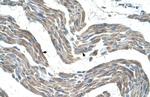 GPR161 Antibody in Immunohistochemistry (IHC)