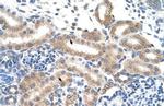 FAM174B Polyclonal Antibody