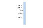 FAM174B Antibody in Western Blot (WB)