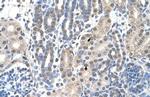 FAM174B Antibody in Immunohistochemistry (IHC)