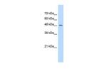 FAM174B Antibody in Western Blot (WB)