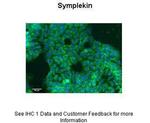 SYMPK Polyclonal Antibody