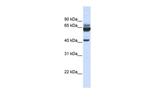 PARD6B Polyclonal Antibody