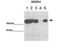 MGRN1 Polyclonal Antibody