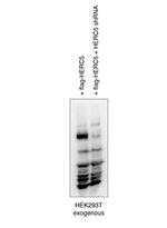 HERC6 Antibody in Western Blot (WB)