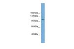 HERC6 Polyclonal Antibody