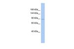 SH3RF1 Polyclonal Antibody