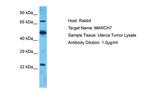 Axotrophin Polyclonal Antibody