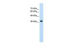 LONRF1 Antibody in Western Blot (WB)