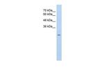 SLC25A45 Antibody in Western Blot (WB)