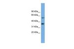 SLC7A7 Polyclonal Antibody